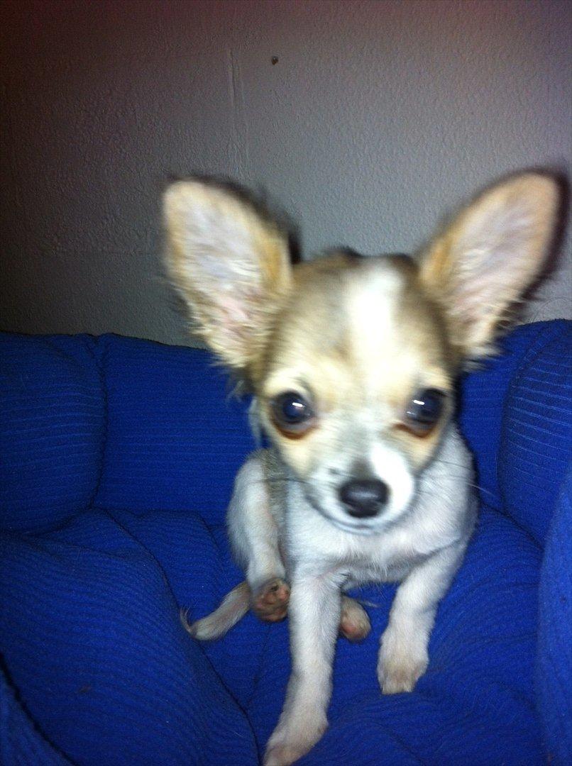 Chihuahua Tivi - <3 billede 2