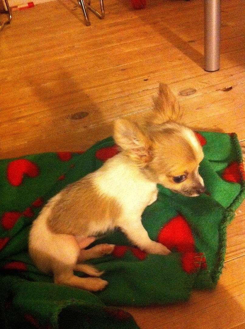 Chihuahua Tivi - :-) billede 4