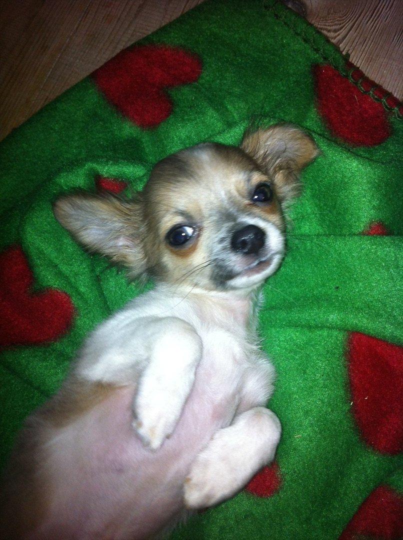 Chihuahua Tivi - <3 billede 5