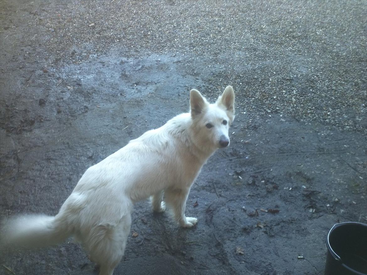 Hvid schæfer mille - kommer du så far..:-) billede 1