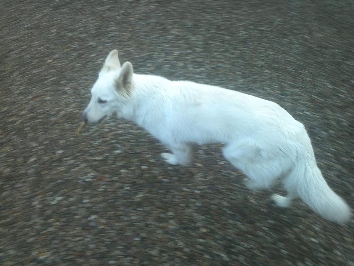 Hvid schæfer mille - hvis ikke du snart forstår det med pinden, så løber jeg rundt om dig indtil du forstår det far..:-) billede 3