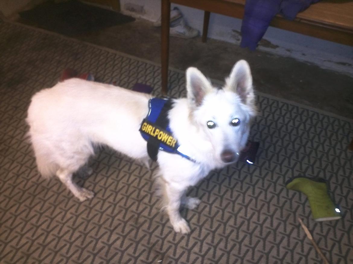 Hvid schæfer mille billede 4