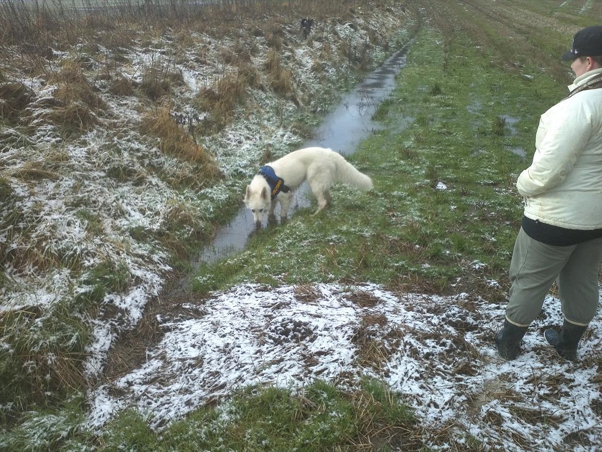 Hvid schæfer mille - endelig fandt vi naturen..:-) billede 5