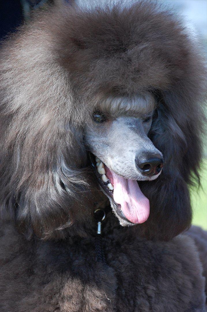 Storpuddel Lilli billede 1