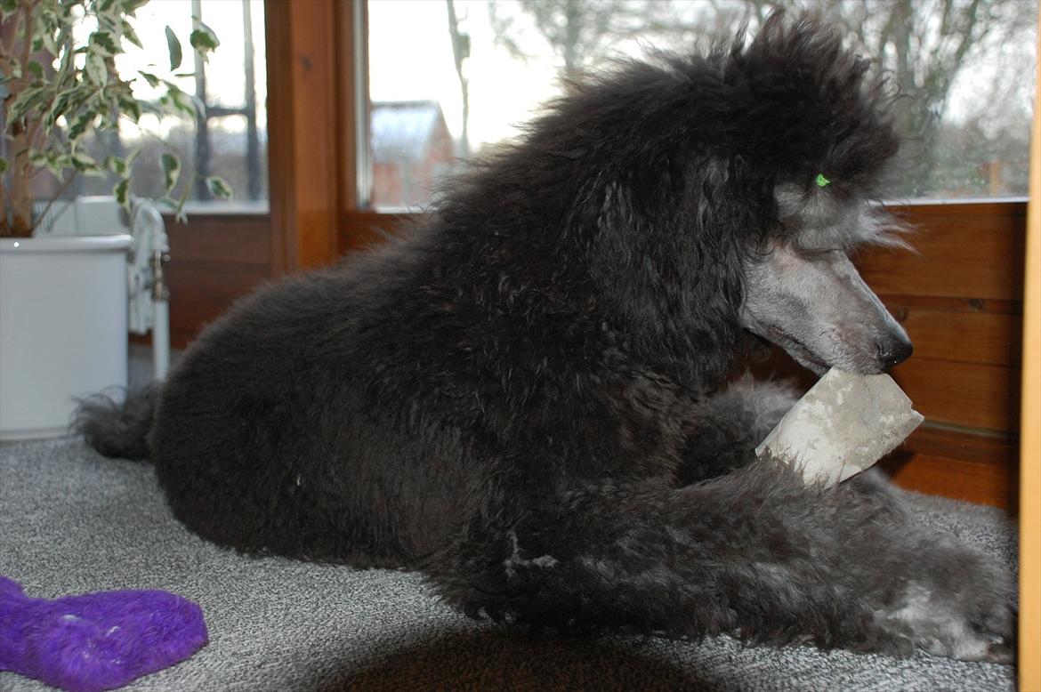 Storpuddel Lilli billede 2