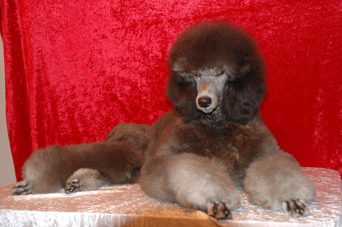 Storpuddel Lilli billede 3