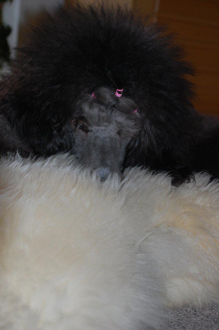 Storpuddel Lilli billede 4