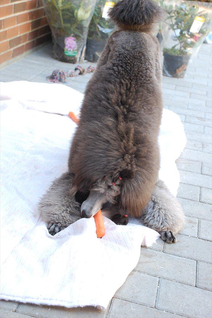 Storpuddel Lilli billede 5