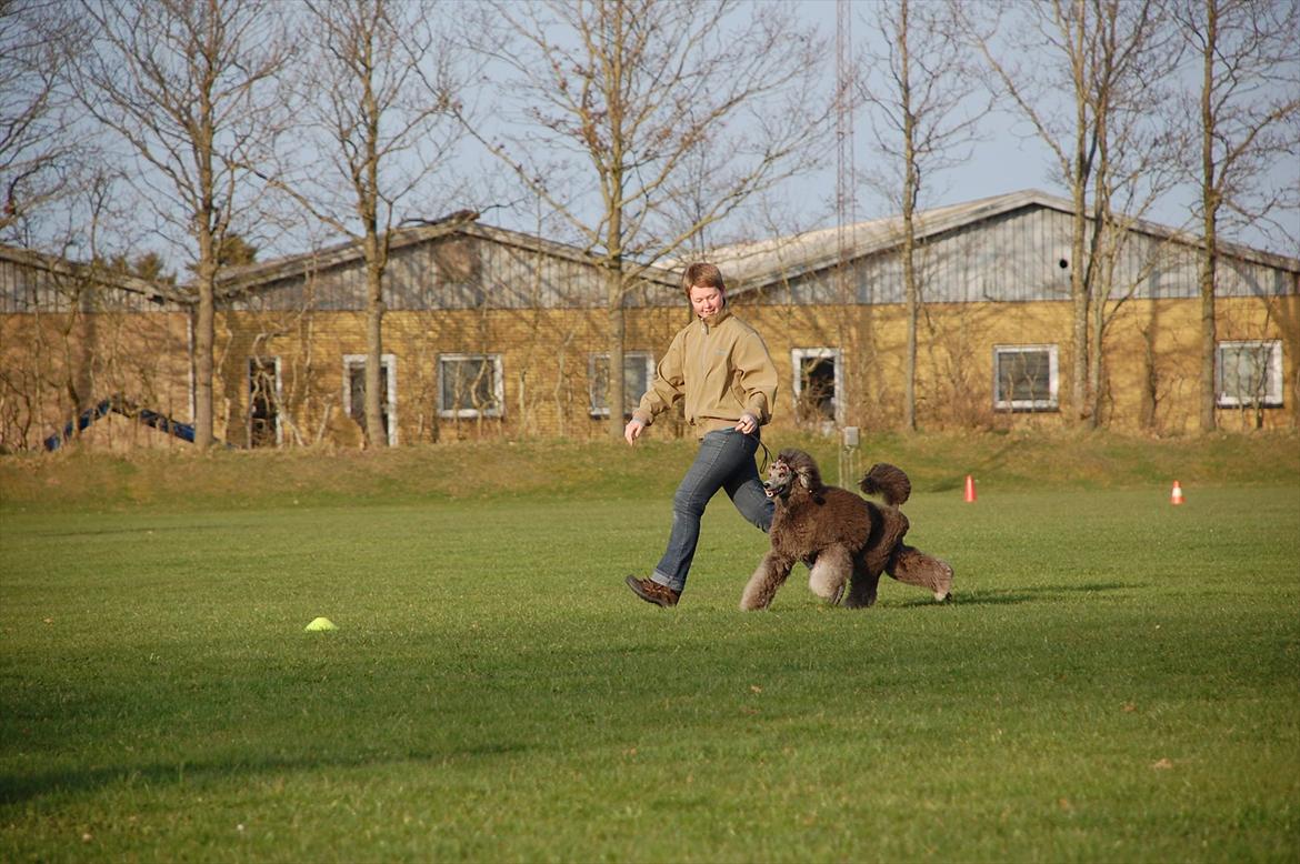 Storpuddel Lilli billede 7