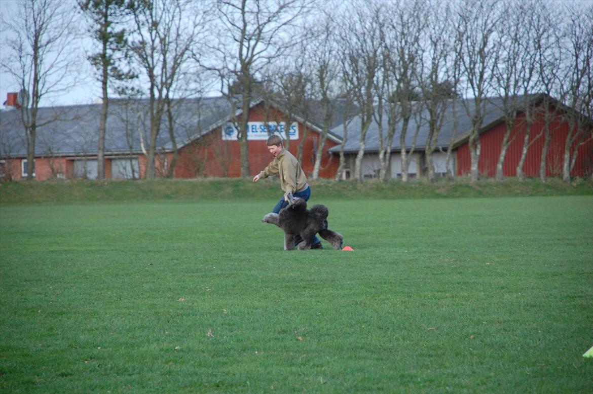 Storpuddel Lilli billede 8