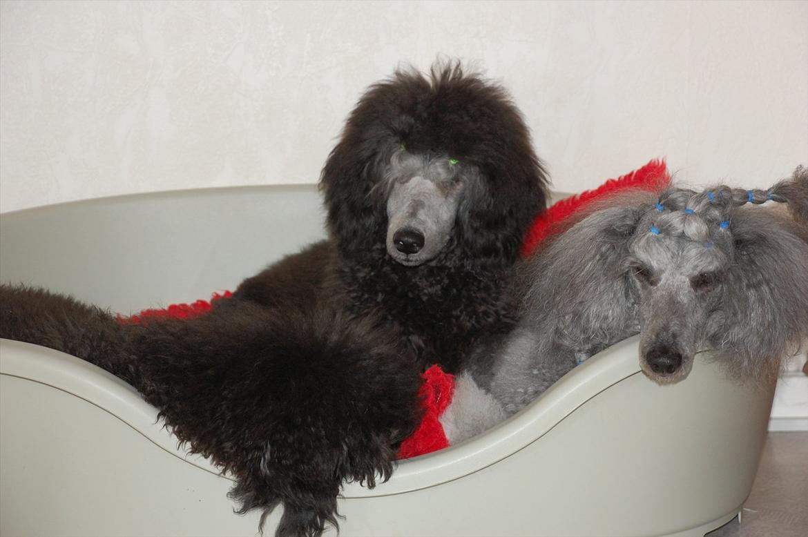 Storpuddel Lilli billede 9