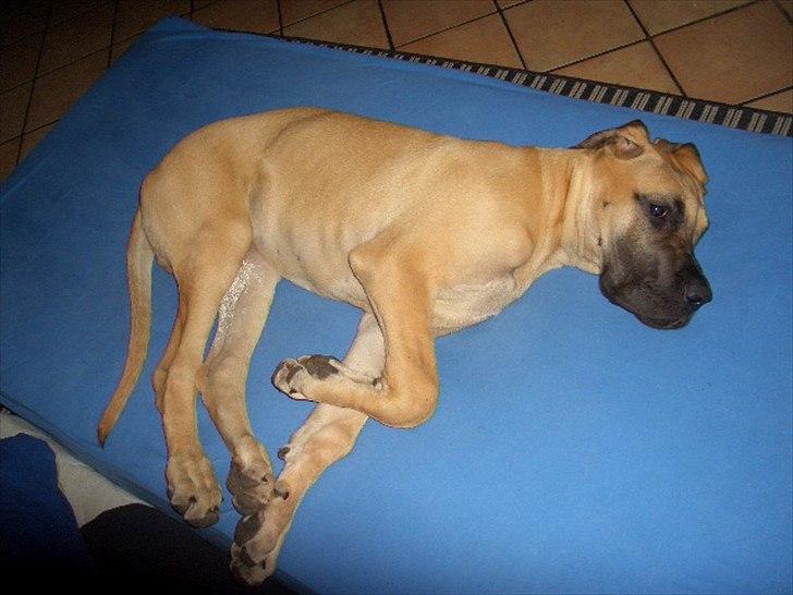 Grand danois Marmaduke RIP billede 7