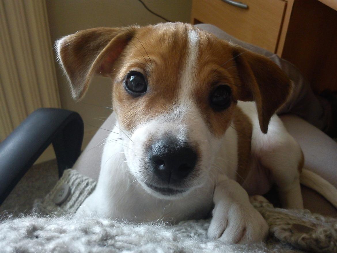 Blanding af racer Milo Max - Sød og uskyldig billede 1