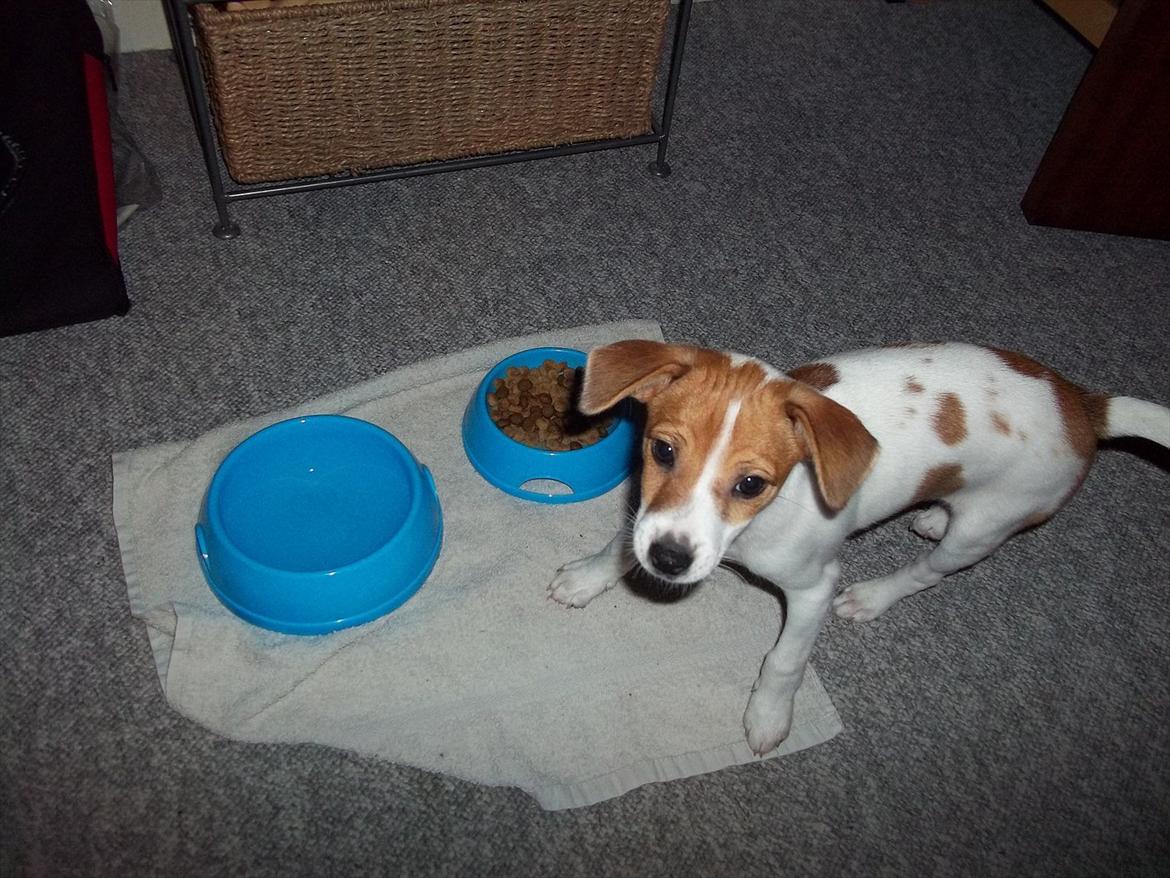 Blanding af racer Milo Max billede 2