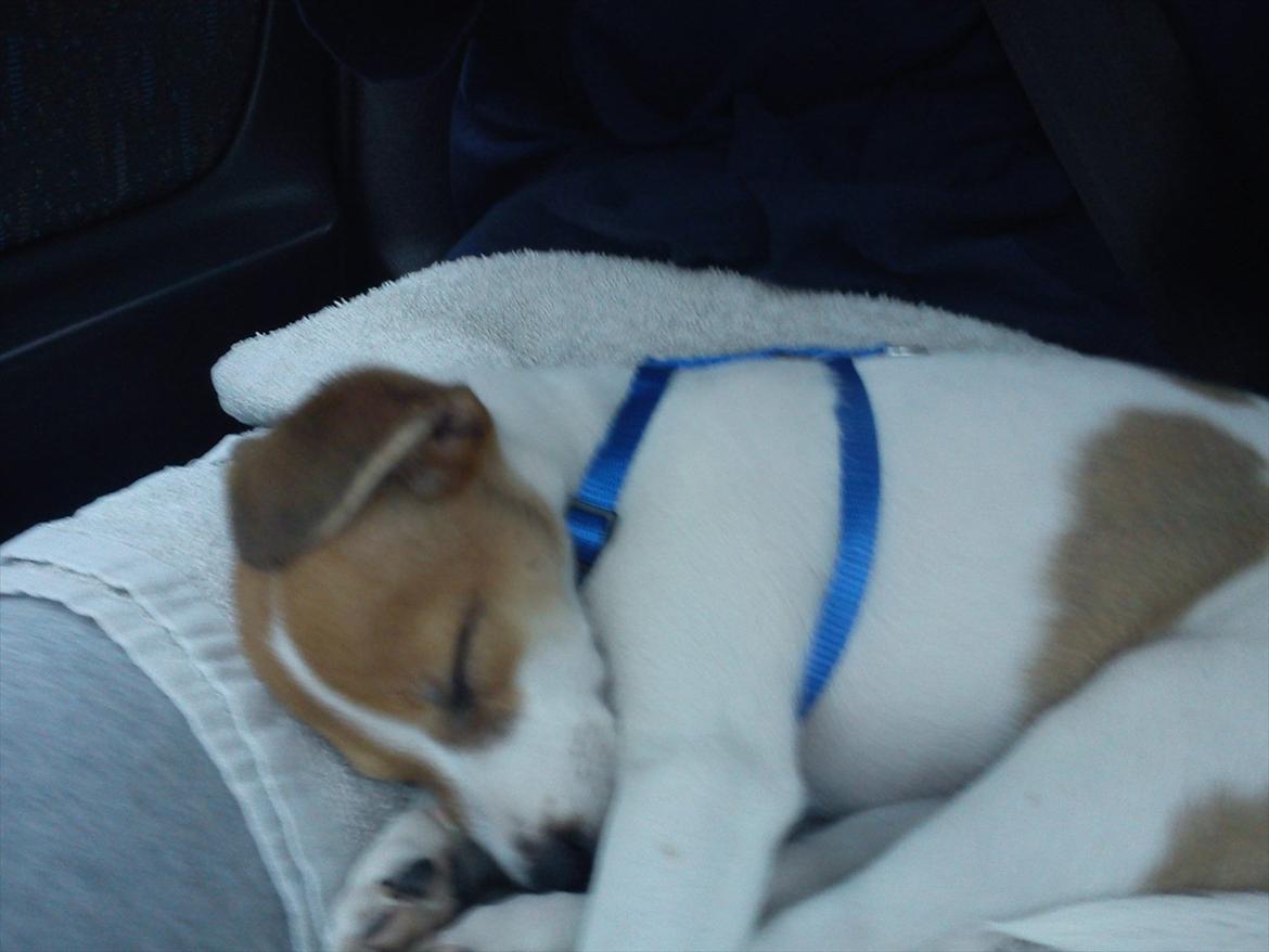 Blanding af racer Milo Max - På vej hjem i bilen fra jylland til sjælland..
Han lagde sig bare ned og sov billede 3