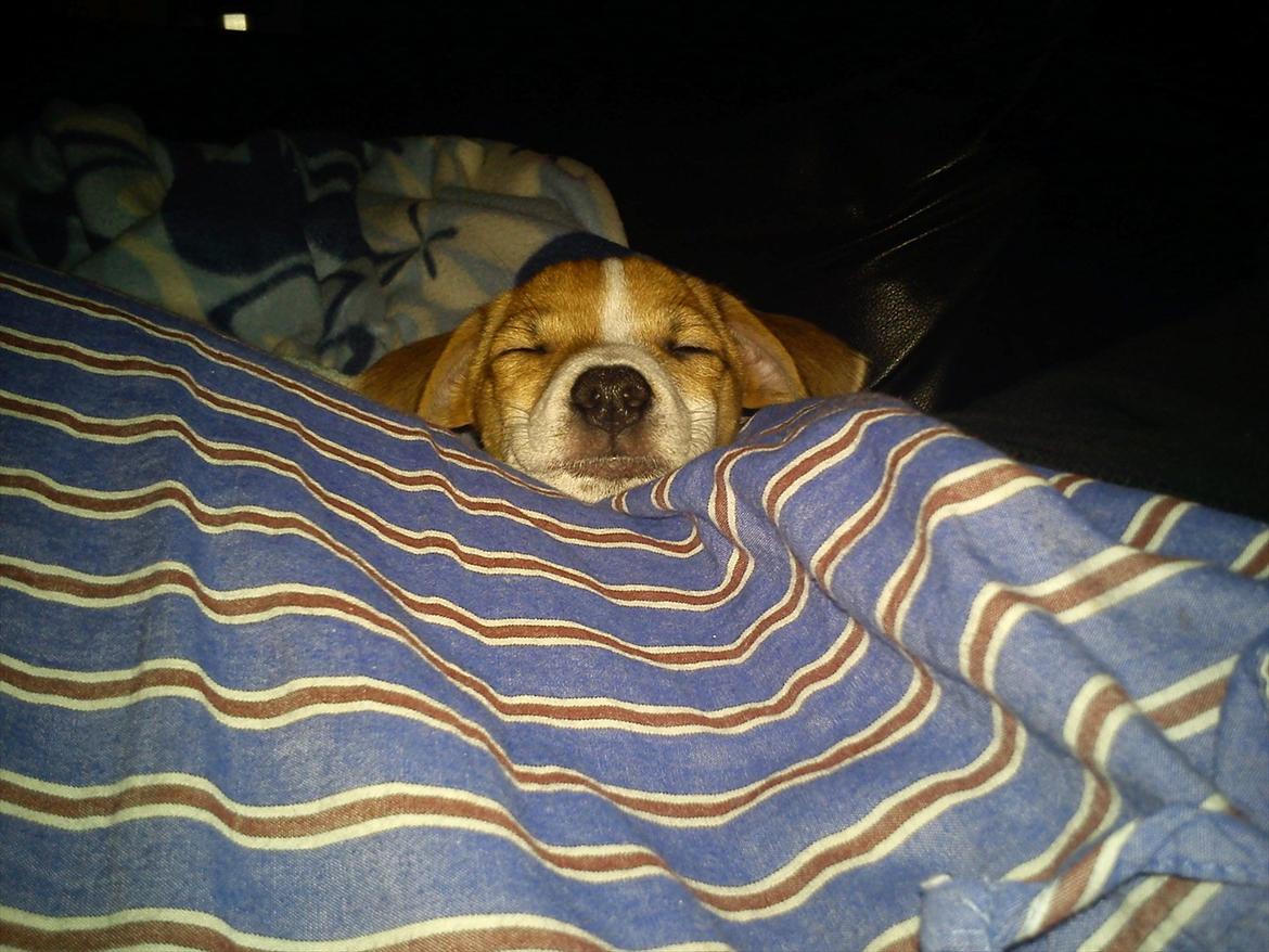 Blanding af racer Milo Max billede 4