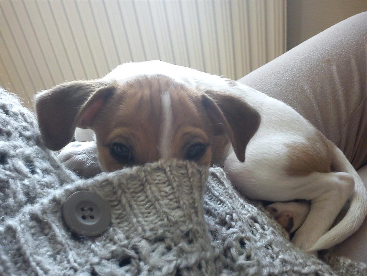 Blanding af racer Milo Max - Et stort putte-hoved billede 5