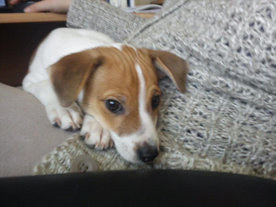 Blanding af racer Milo Max billede 6