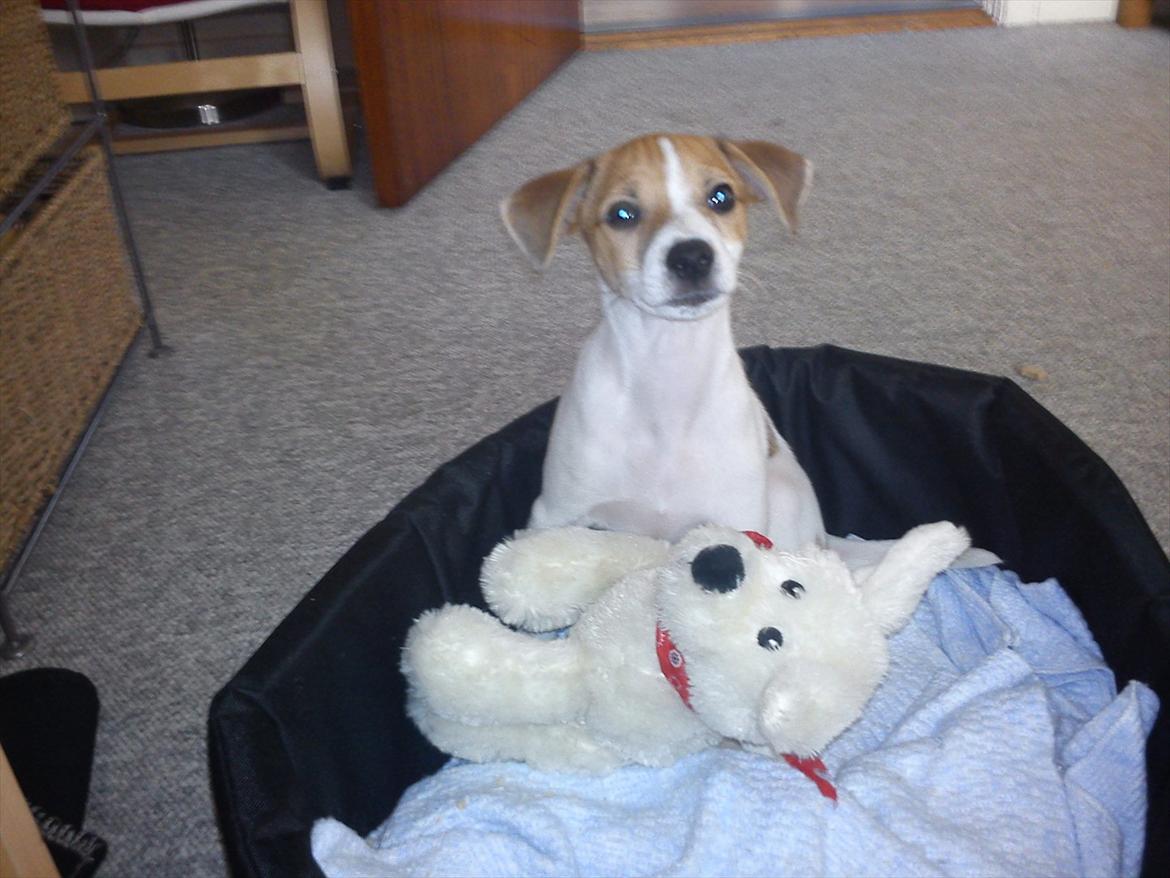 Blanding af racer Milo Max - Hans elskede bamse og kurv billede 7