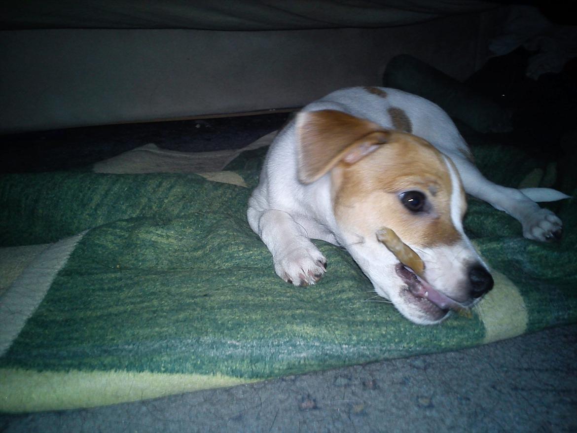 Blanding af racer Milo Max billede 8