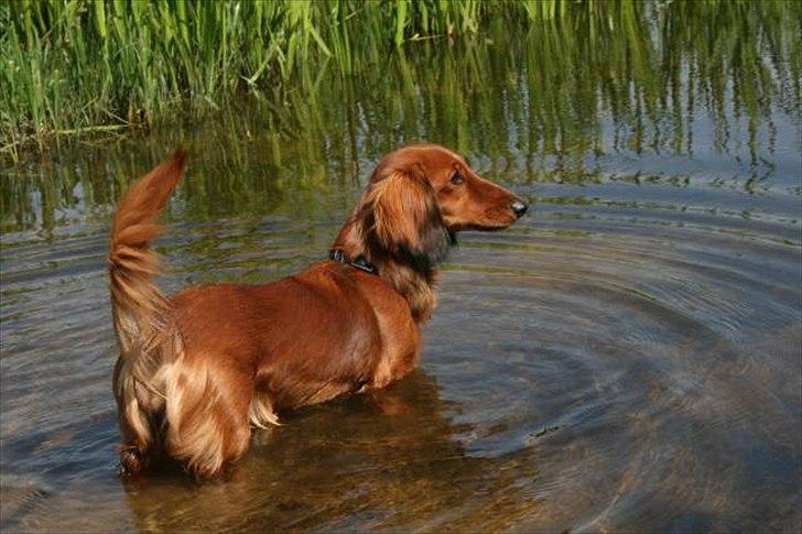 Gravhund Basottos Cille - Ung vandhund billede 1