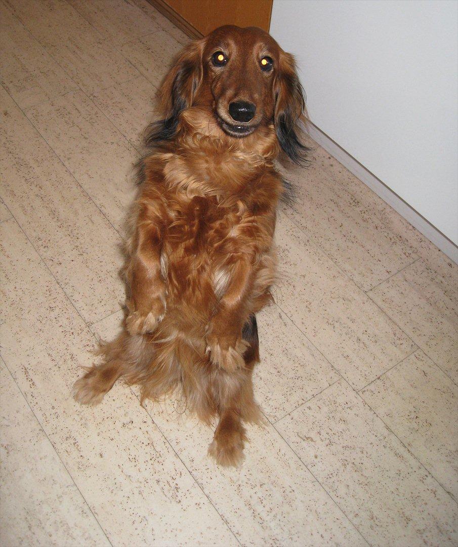 Gravhund Basottos Cille - Hit med en guffer! billede 2