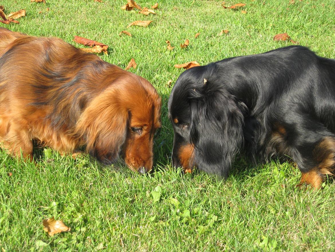 Gravhund Basottos Cille - Har Tino fundet noget? billede 3