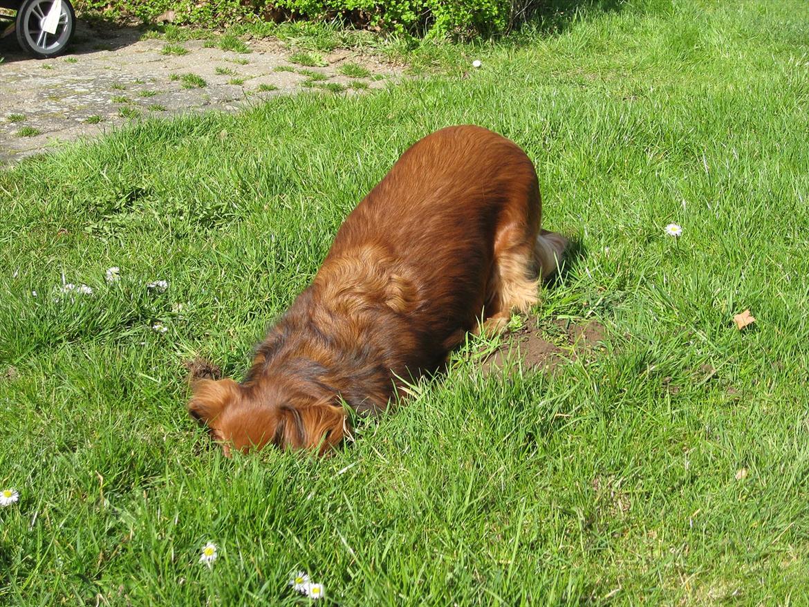 Gravhund Basottos Cille - Har tabt hovedet! billede 4