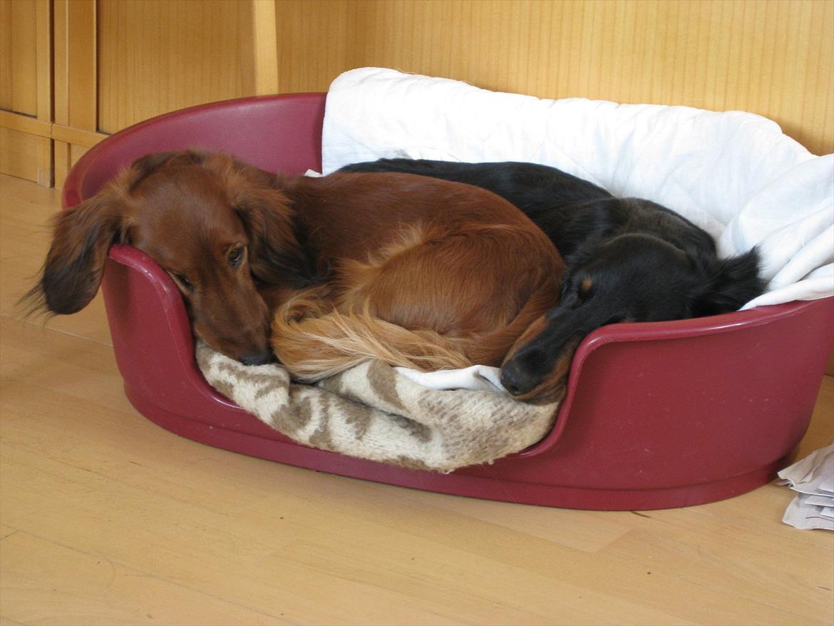 Gravhund Basottos Cille - Vi kan være her begge to billede 5