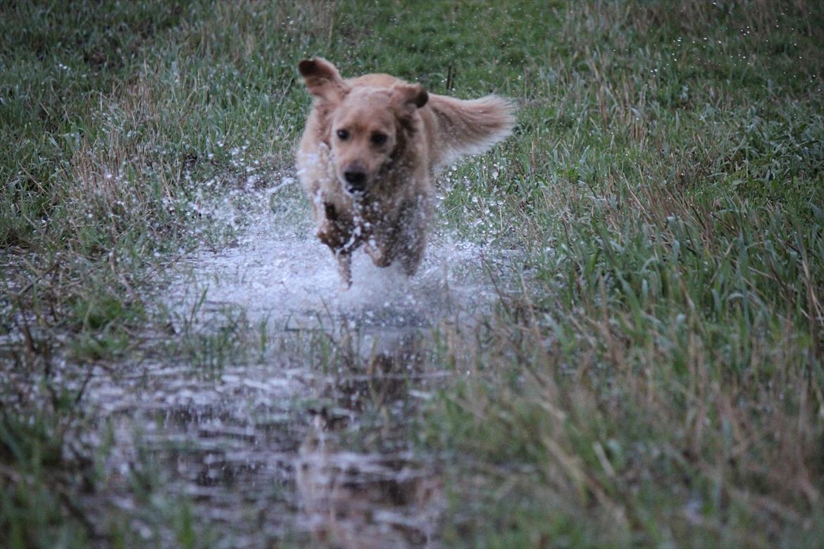 Golden retriever Luffe - Luffe som glad plasker igennem en vandpyt.. :b billede 9