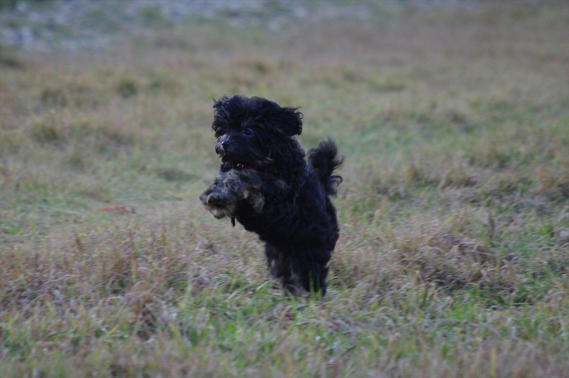 Løwchen Miss Daisy billede 1