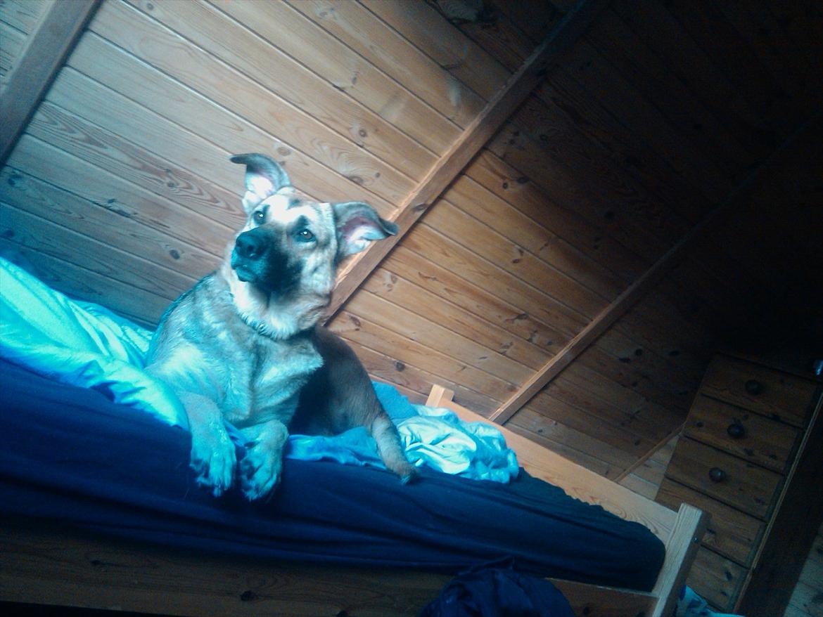 Blanding af racer Daisy billede 9