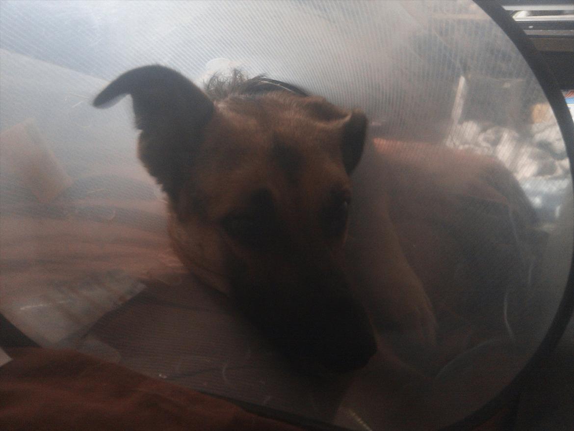 Blanding af racer Daisy billede 10