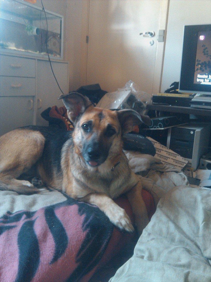 Blanding af racer Daisy billede 11