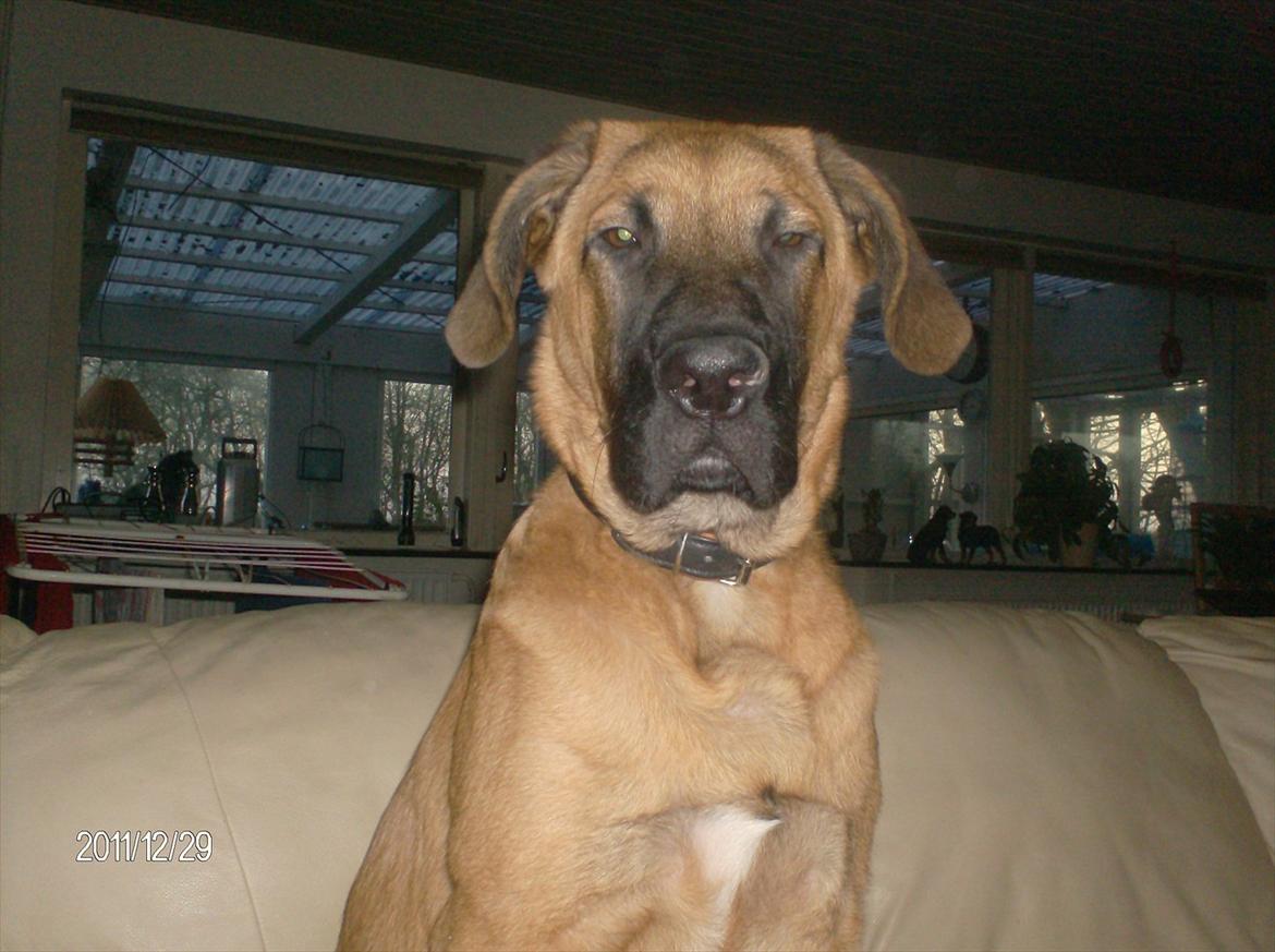 Broholmer bruno billede 1