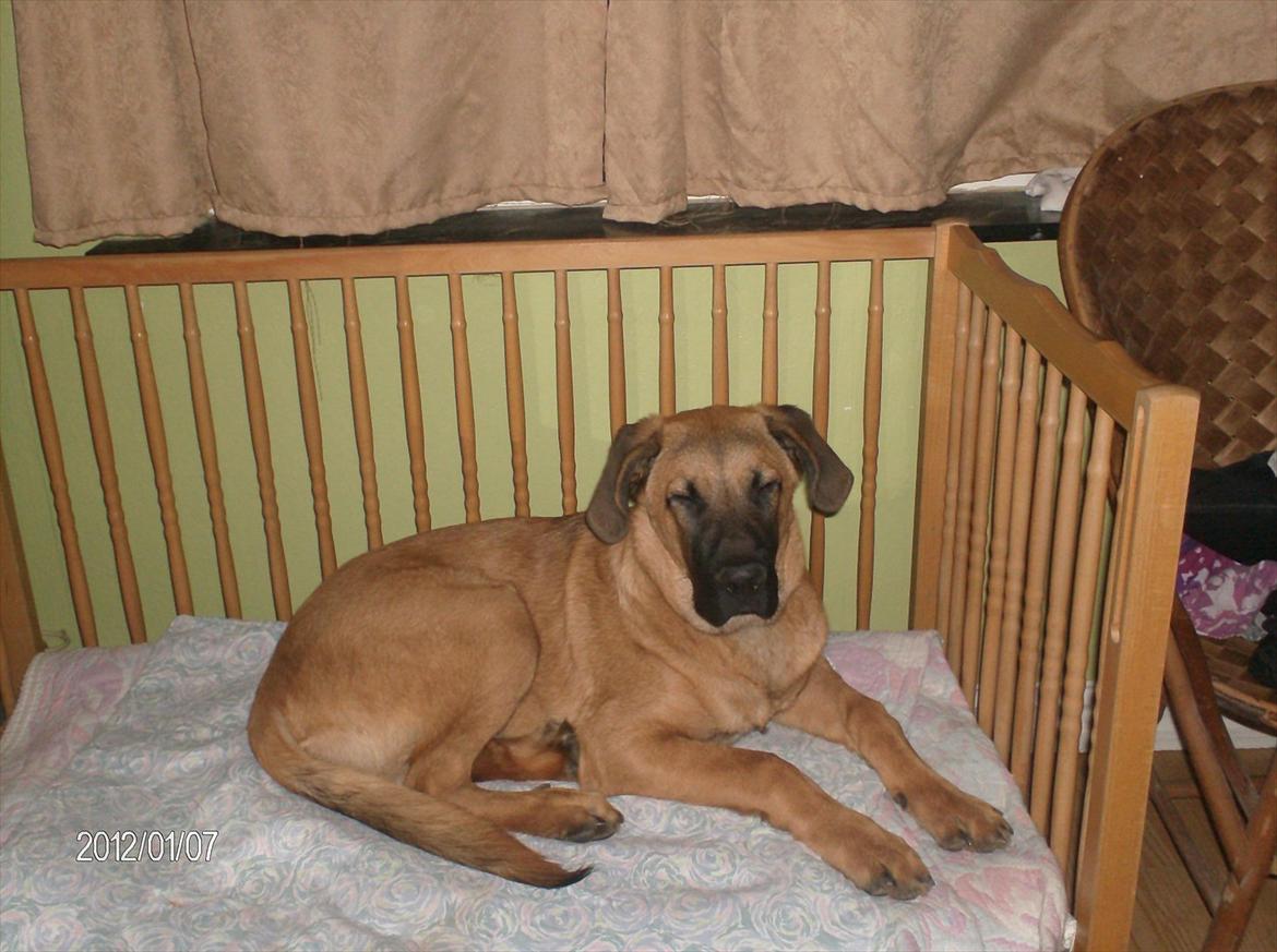 Broholmer bruno billede 19