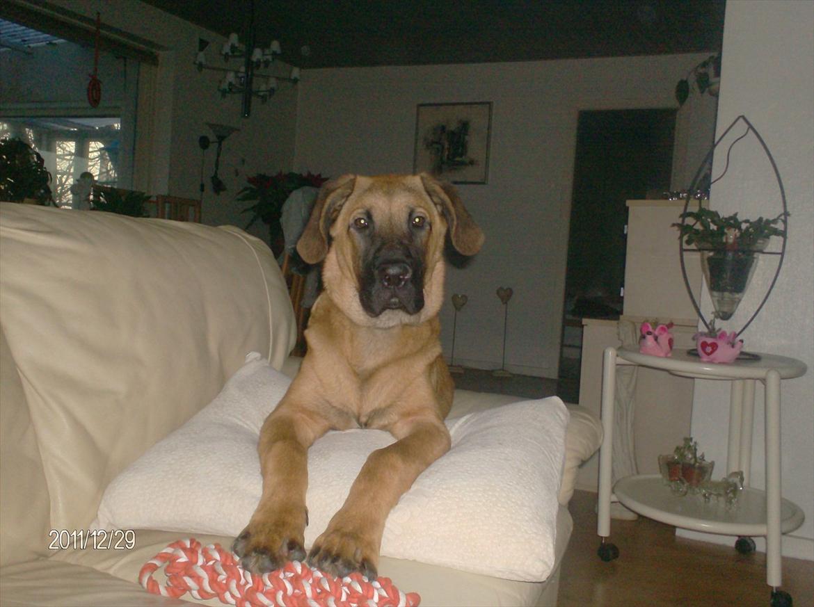 Broholmer bruno billede 20