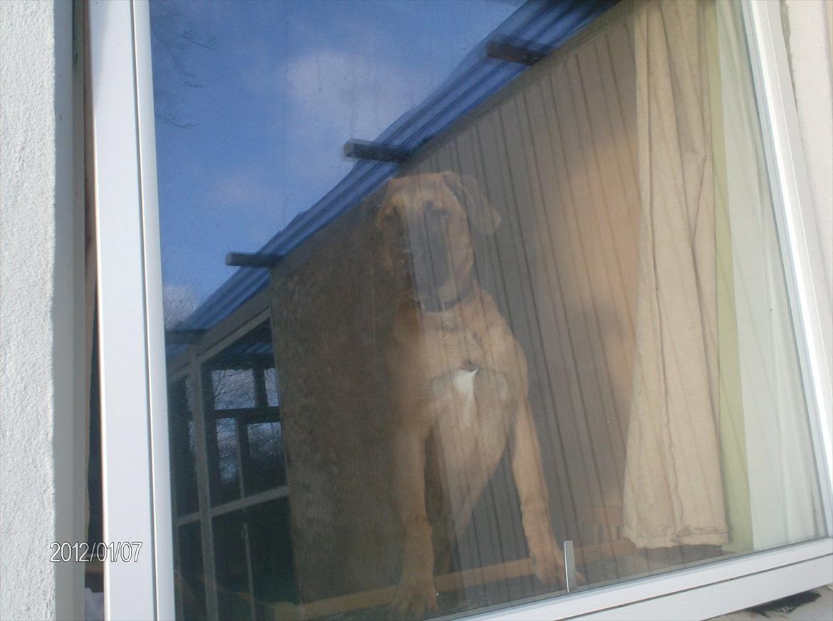 Broholmer bruno billede 3