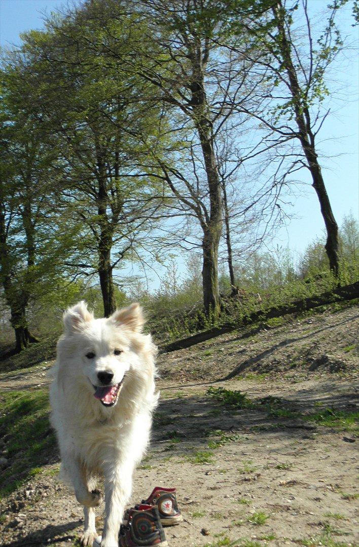 Blanding af racer Bjørn billede 4