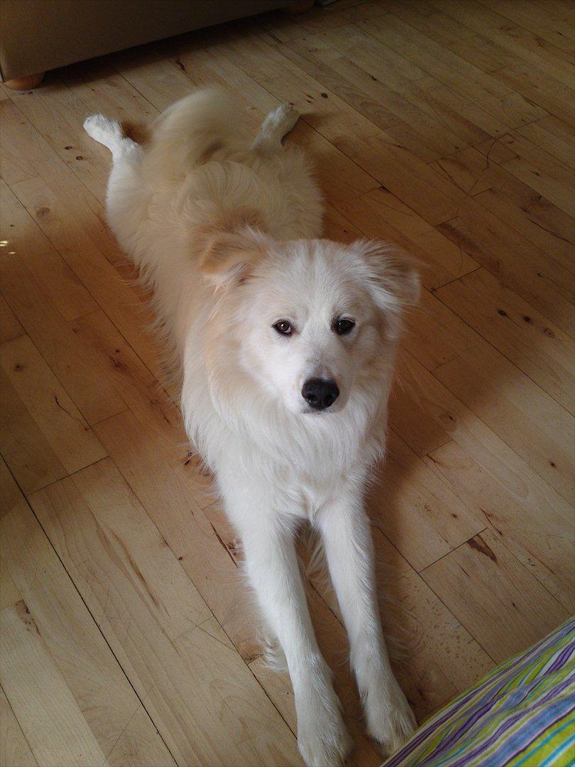 Blanding af racer Bjørn billede 5