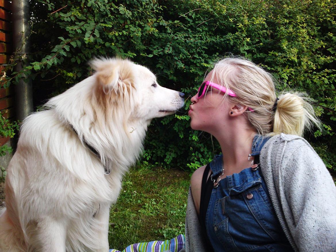 Blanding af racer Bjørn billede 6