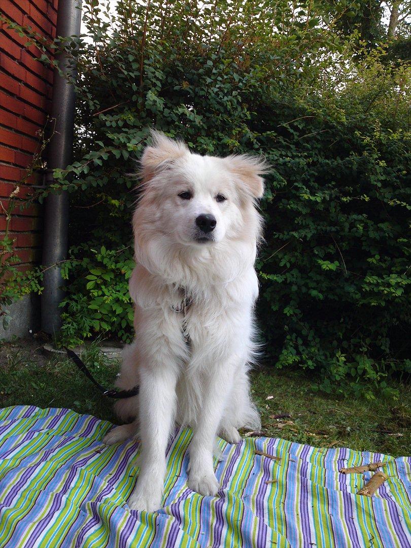 Blanding af racer Bjørn billede 7