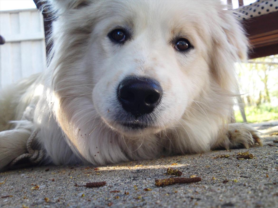 Blanding af racer Bjørn billede 8