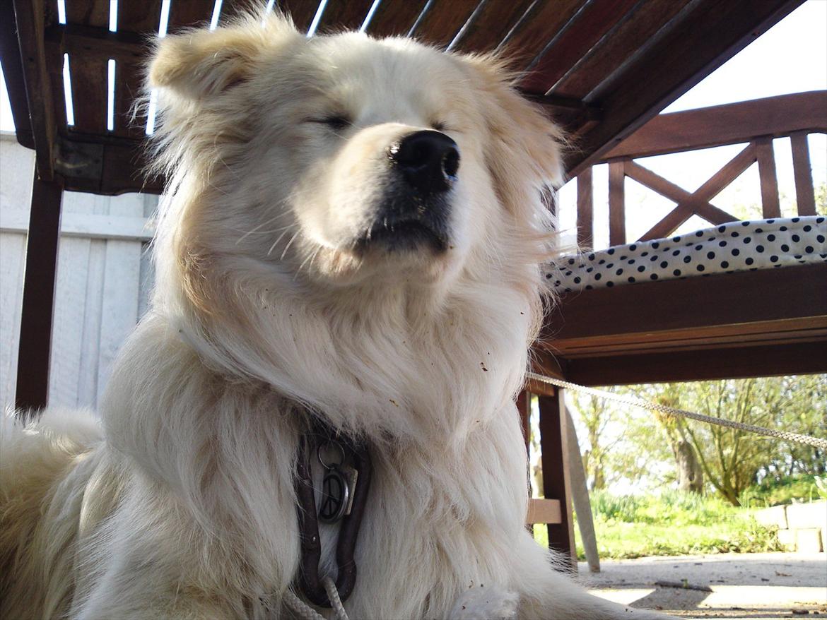 Blanding af racer Bjørn billede 9