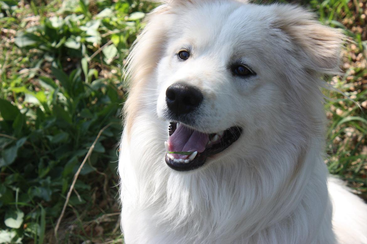 Blanding af racer Bjørn billede 3