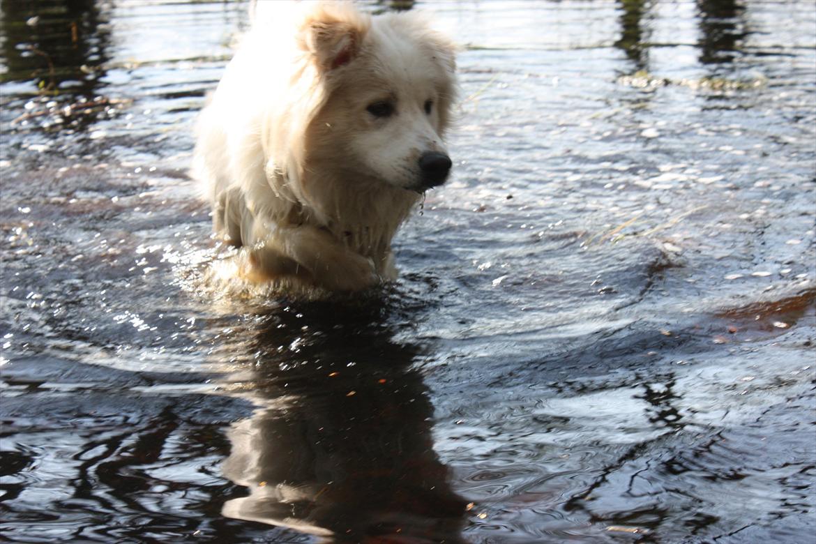 Blanding af racer Bjørn billede 10