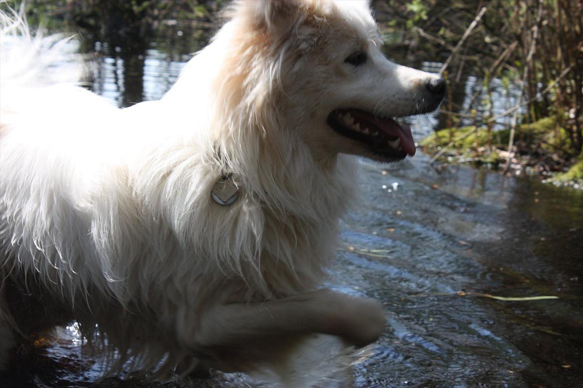 Blanding af racer Bjørn billede 11