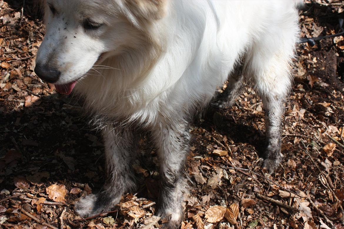 Blanding af racer Bjørn billede 12