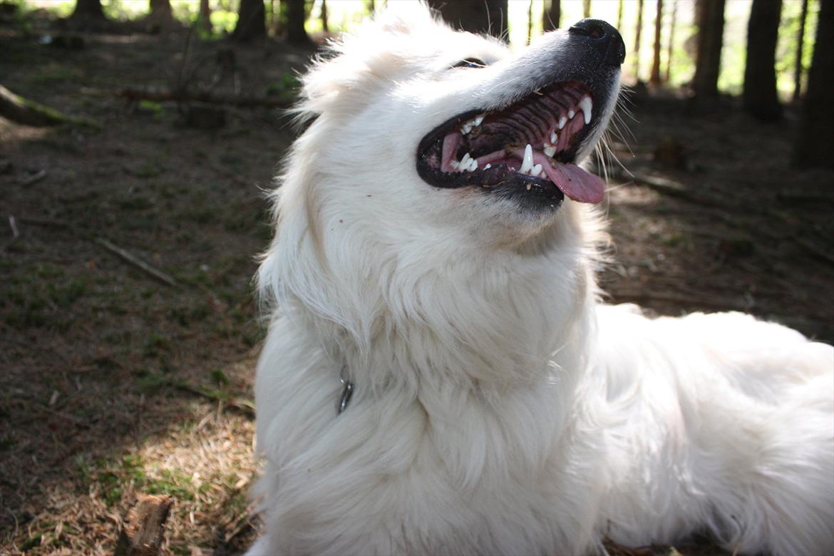 Blanding af racer Bjørn billede 13