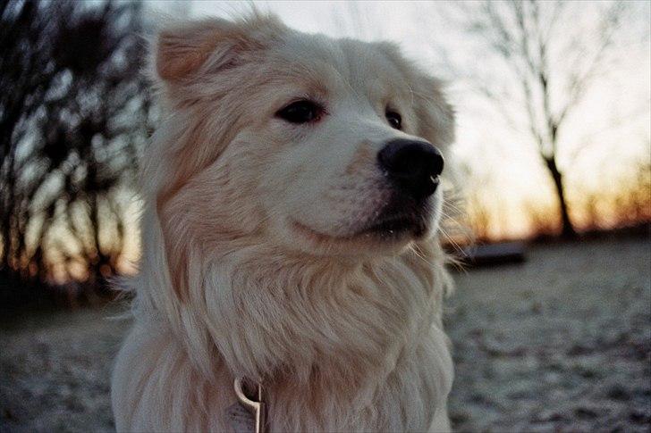 Blanding af racer Bjørn billede 14